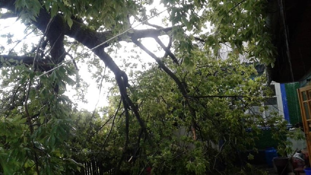 copac căzut