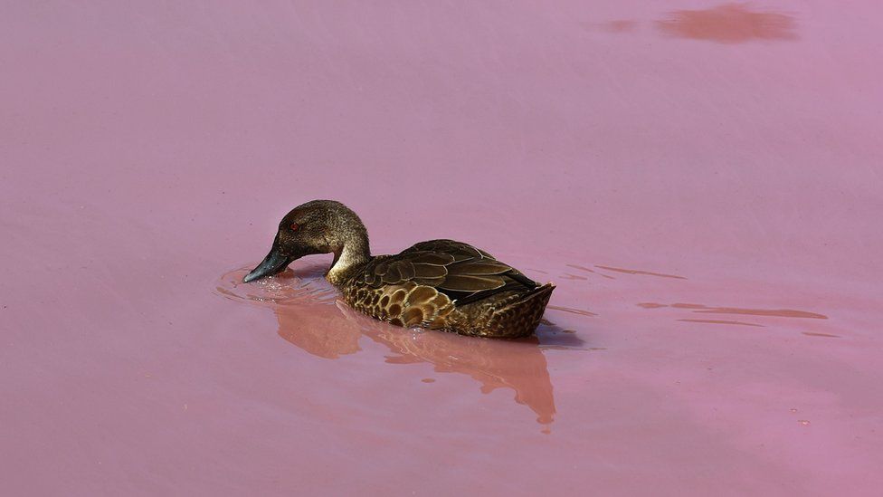 lac roz