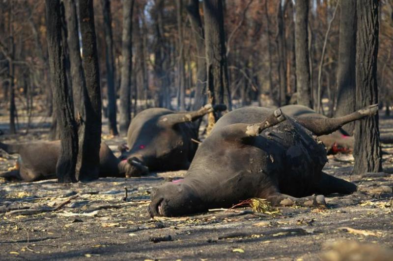 Jumătate De Miliard De Animale Au Murit In Incendiile Din