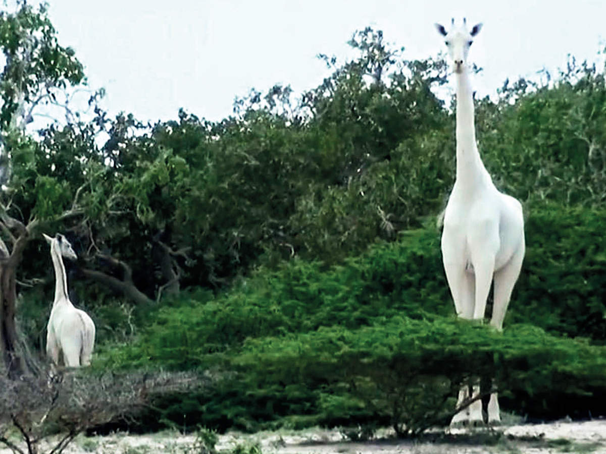girafa albă