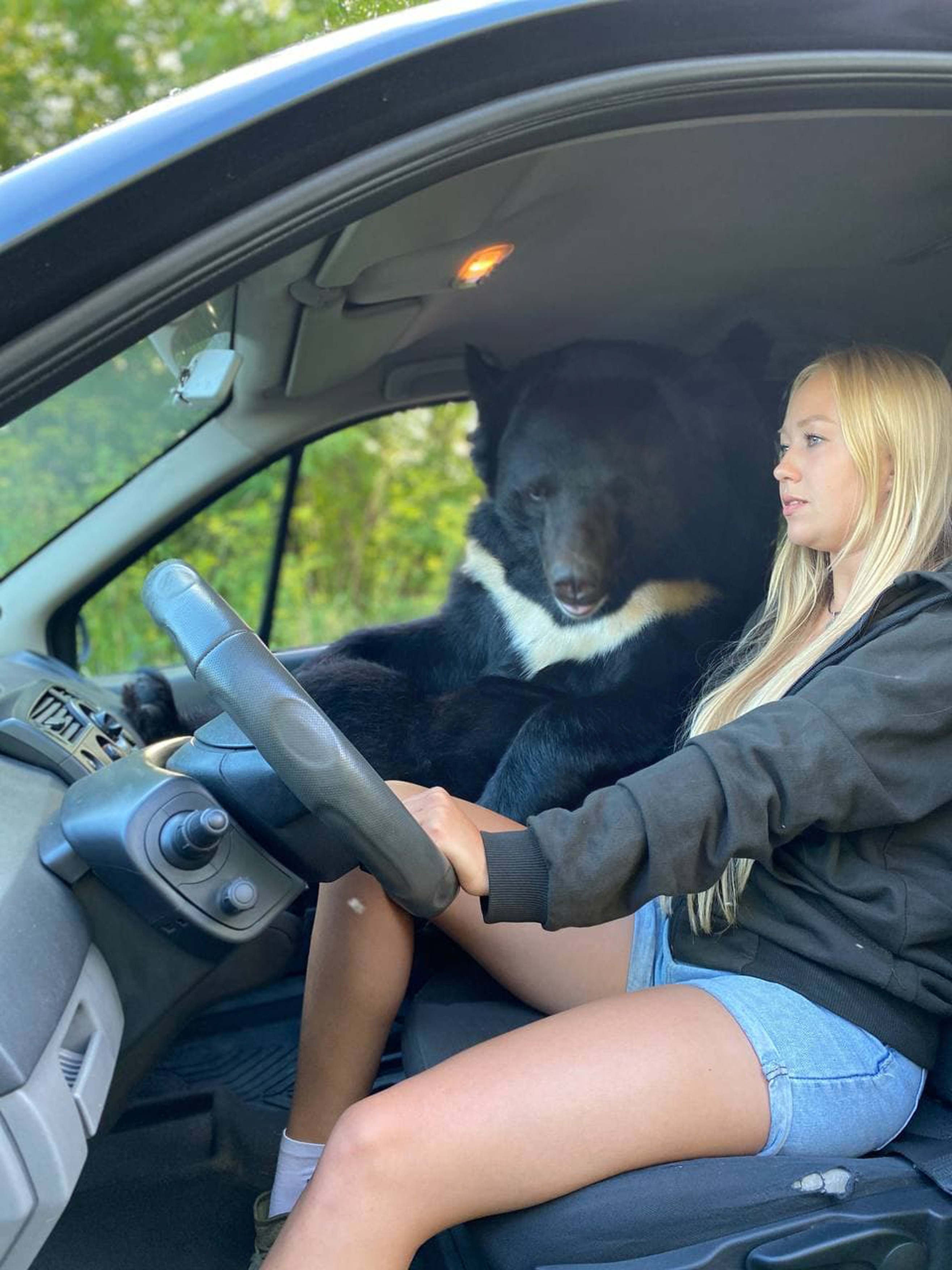 urs în mașină