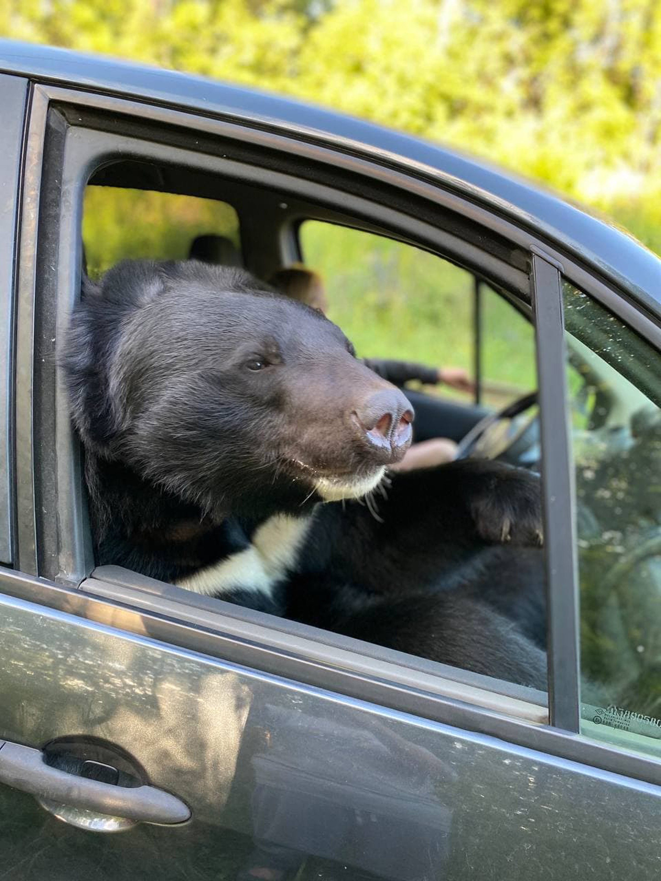 urs în mașină
